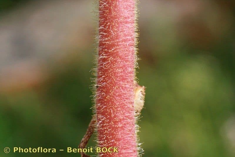 Corbiculada 18