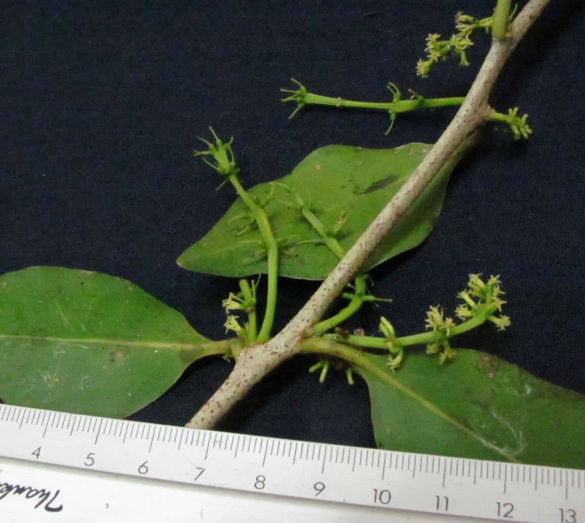 Struthanthus 4