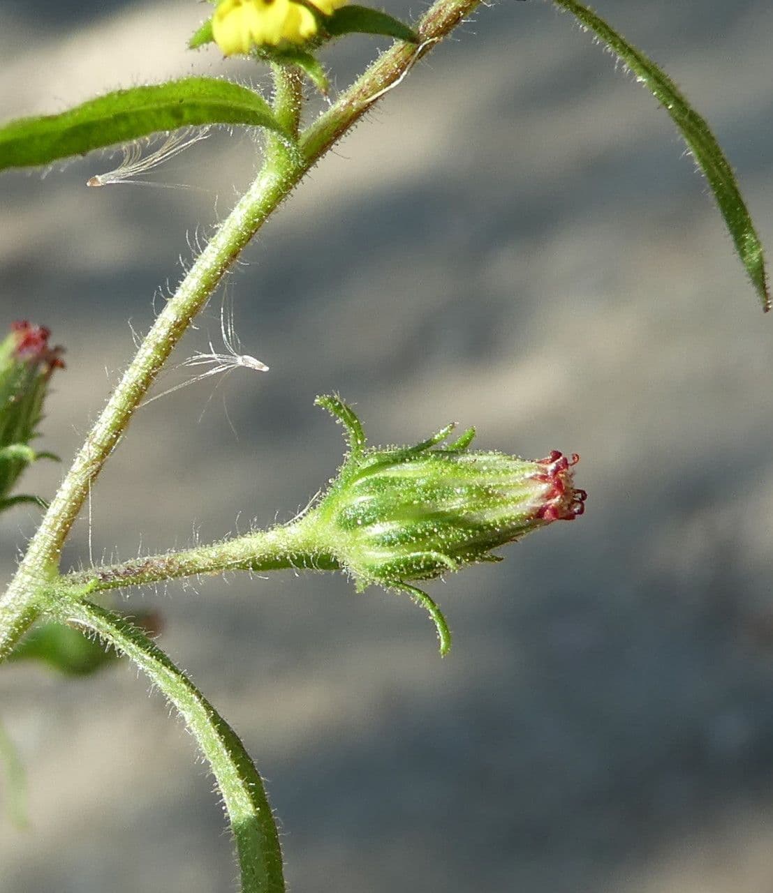 Inula fetida 19