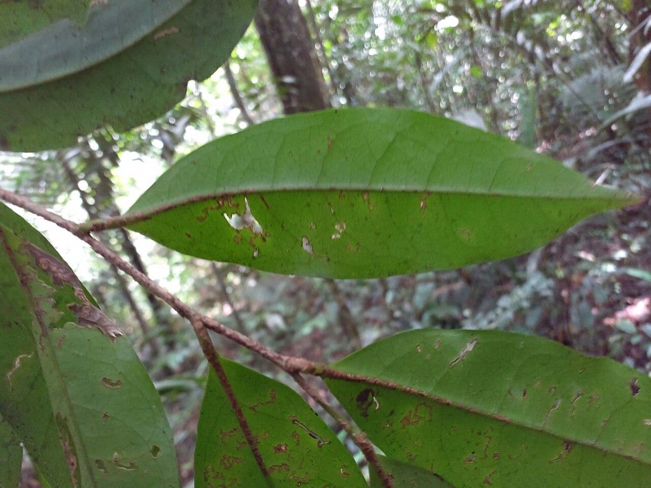 Tapura 2