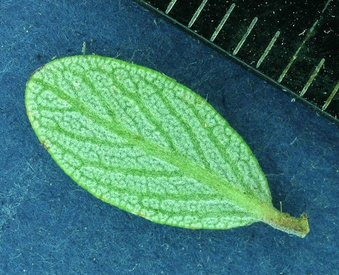 Ceanothus 17