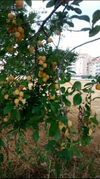 Prugna Damaschina 12