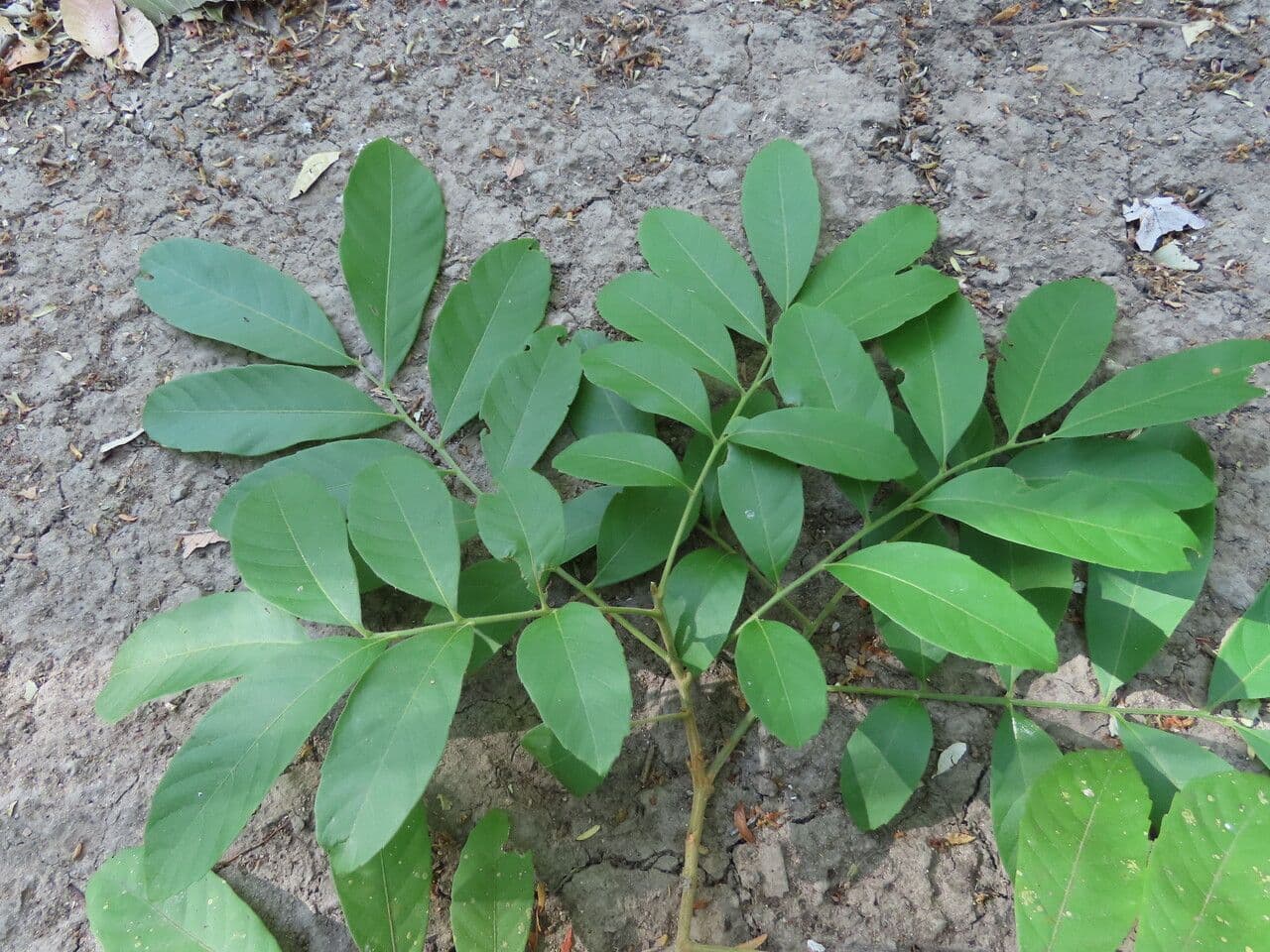 Cupania guatemalense 14