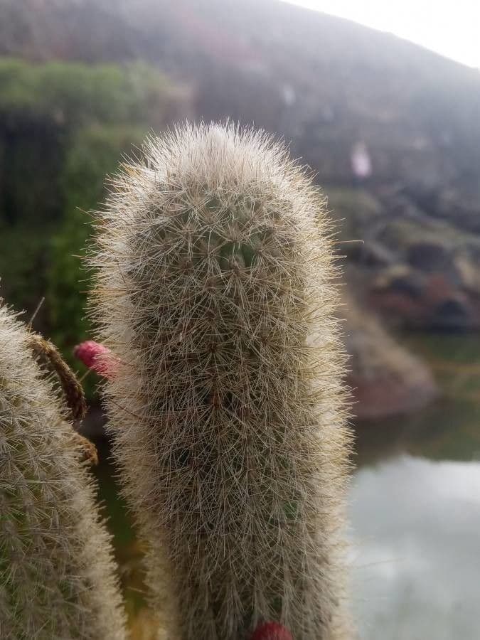 Cleistocactus 11
