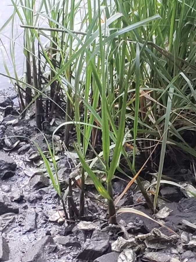 Smooth cordgrass 19