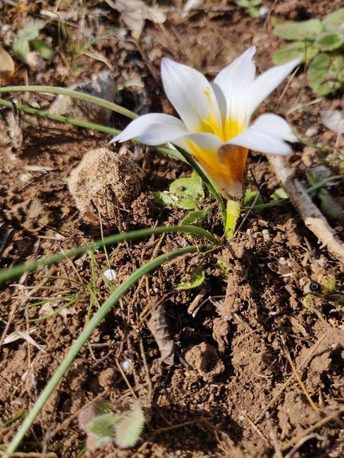 Romulea 6
