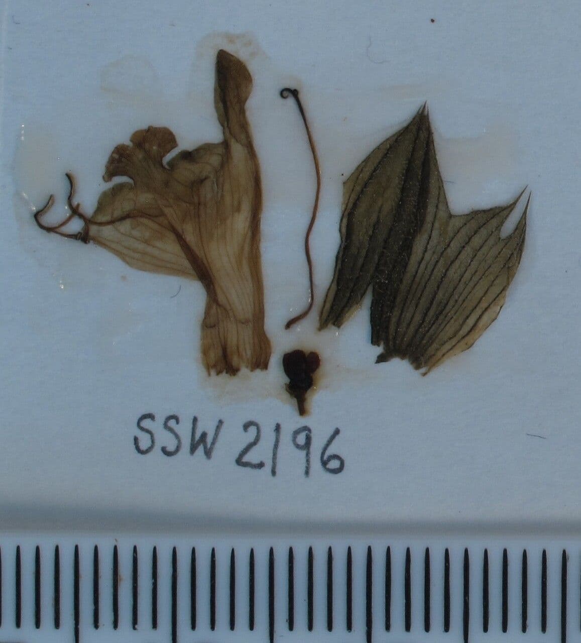 Salbei