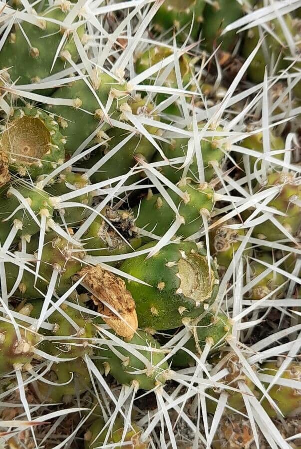 Maihueniopsis 12