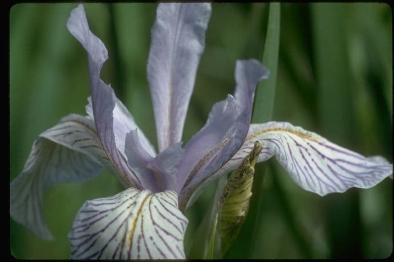 Iris 2