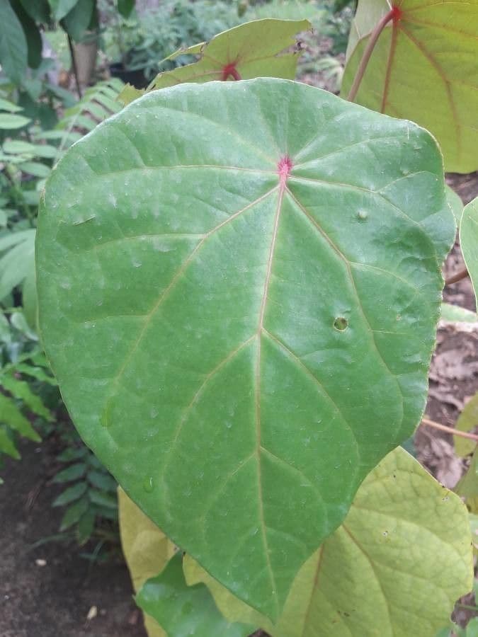 Hernandia 7