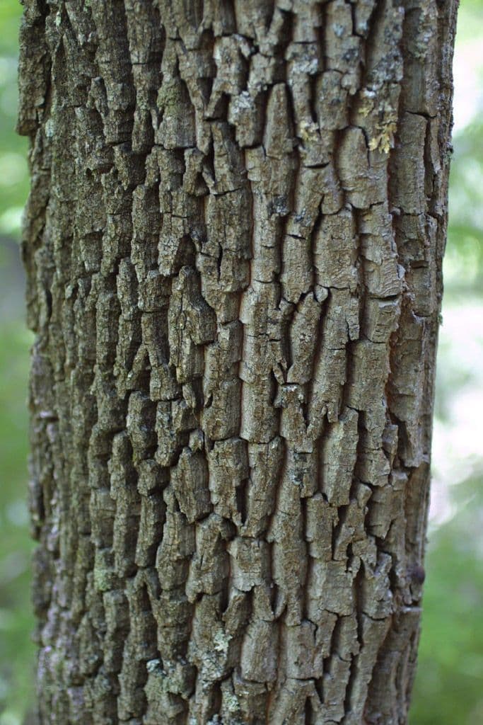 Oxydendrum 22