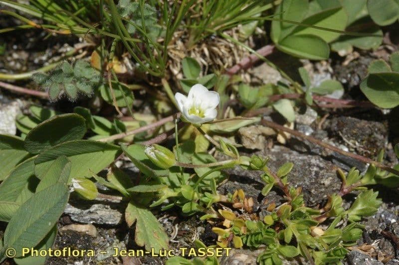 Arenaria biflora 19