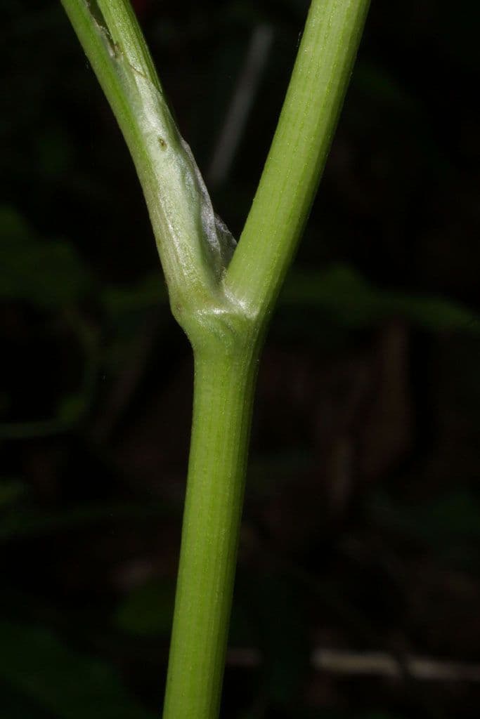 Sanicula canadensis 24