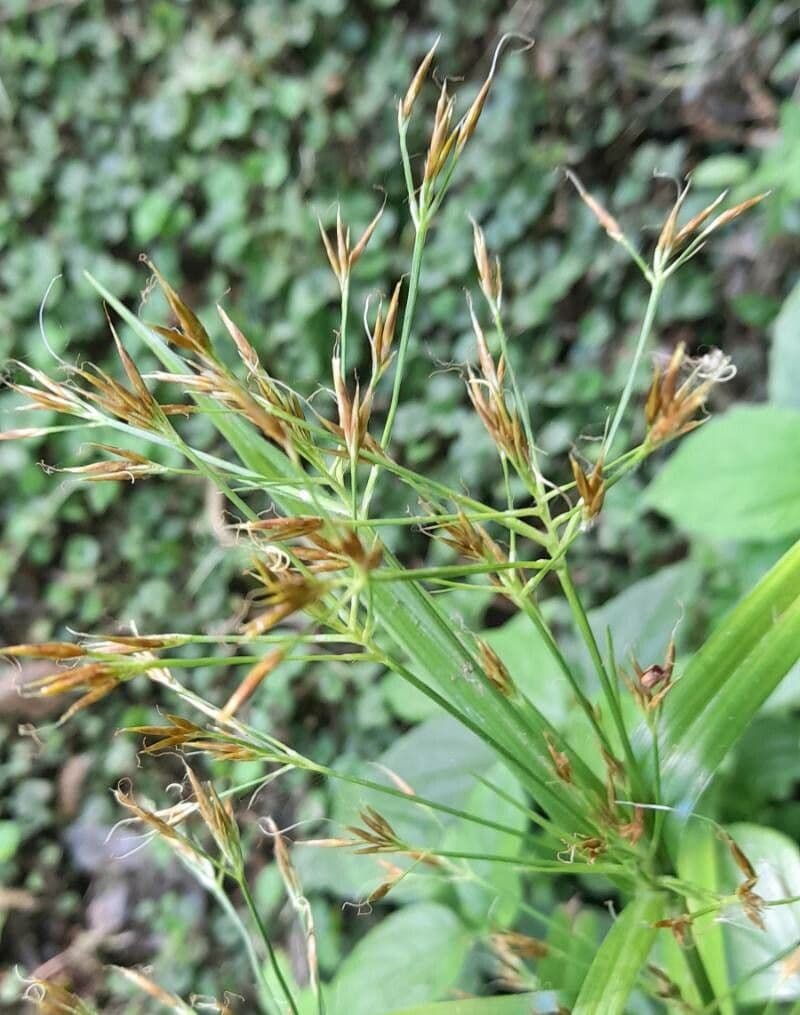 Rhynchospora corymbosa