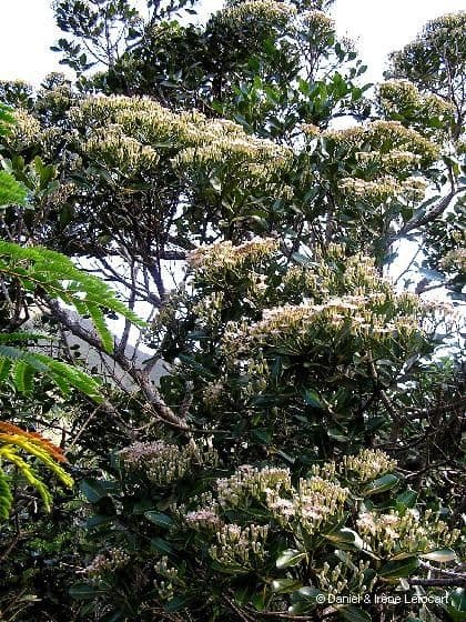 Syzygium 11