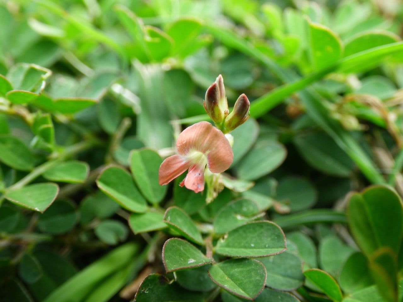 Indigofera hendecaphylla 6