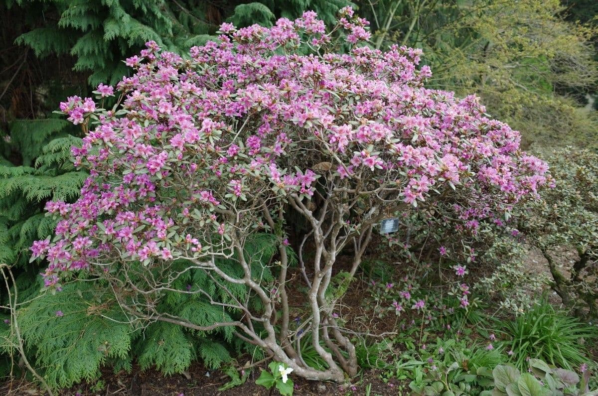 Rododendro 12