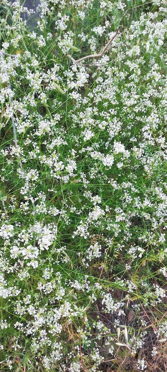 Asperula hirsuta 18