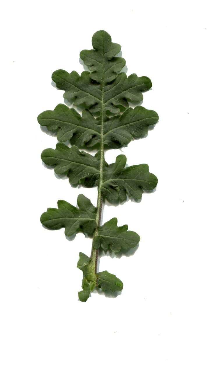 Erucastrum gallico 25