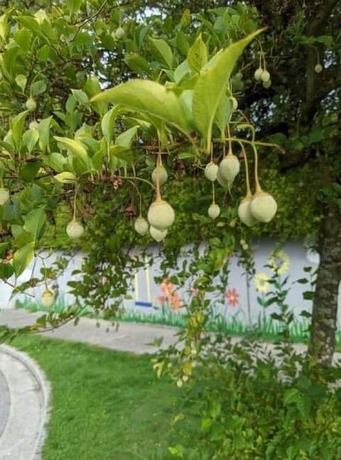 Styrax japonicus 4