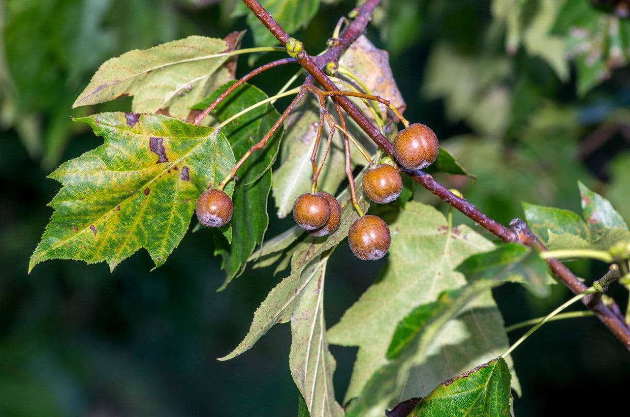 Jarabina brekyňová 26