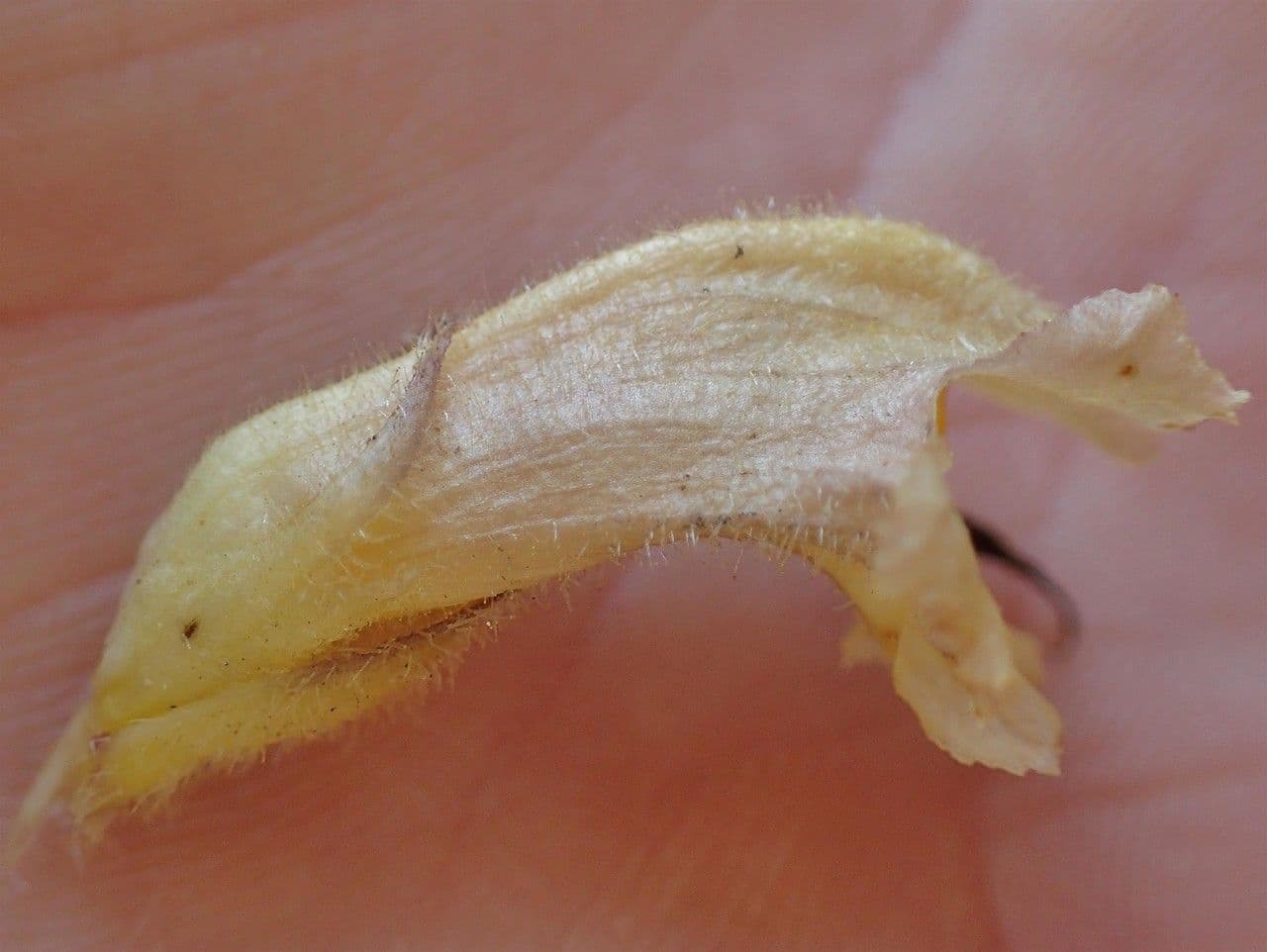 Orobanche gialla 11