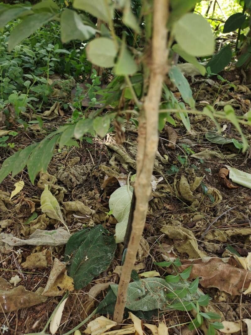 Phyllanthus 21