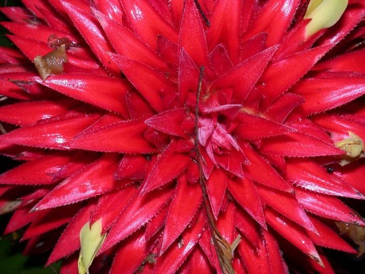 Aechmea 7