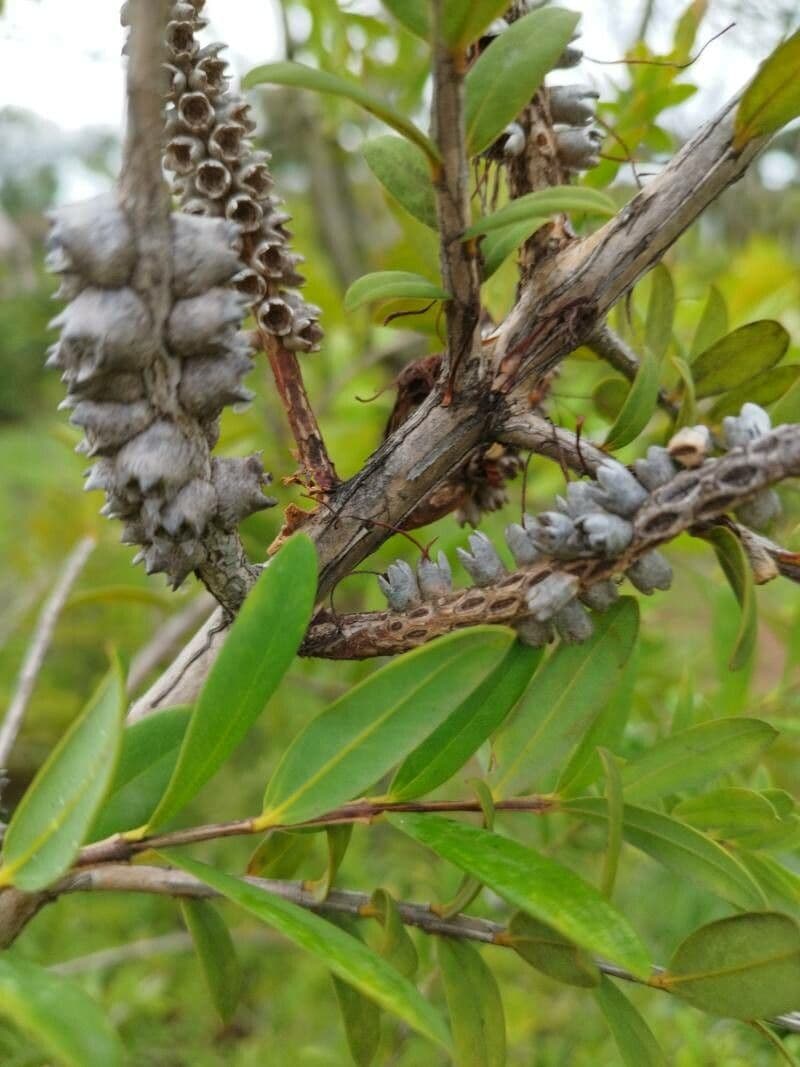 Teebaum 2