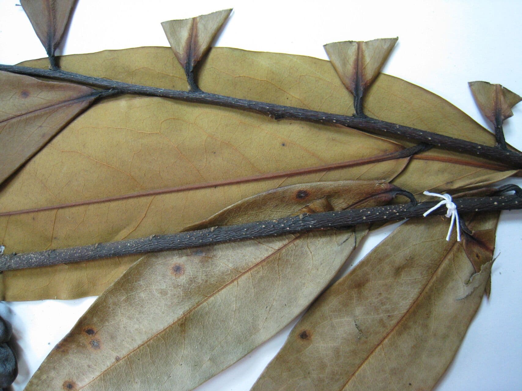 Xylopia di Cayenna