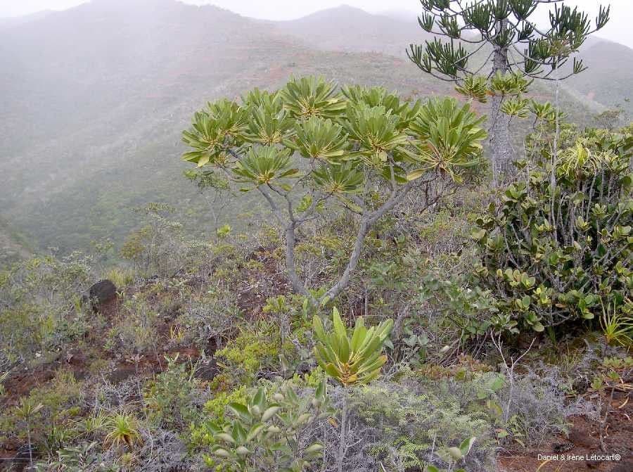 Myodocarpus 4