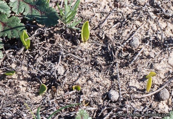 Ophioglossum californicum 7