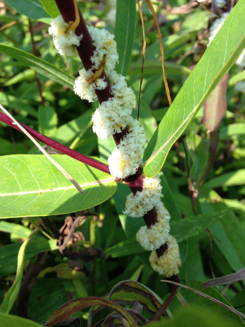 Cuscuta