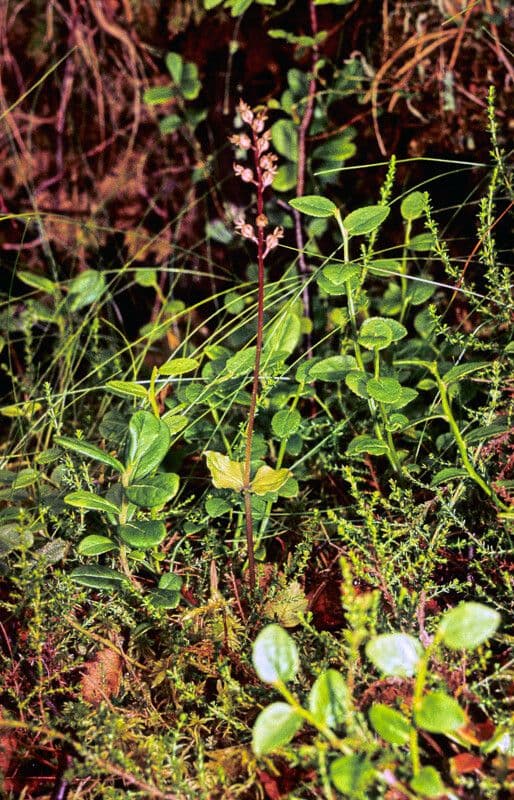 Lesser twayblade 17