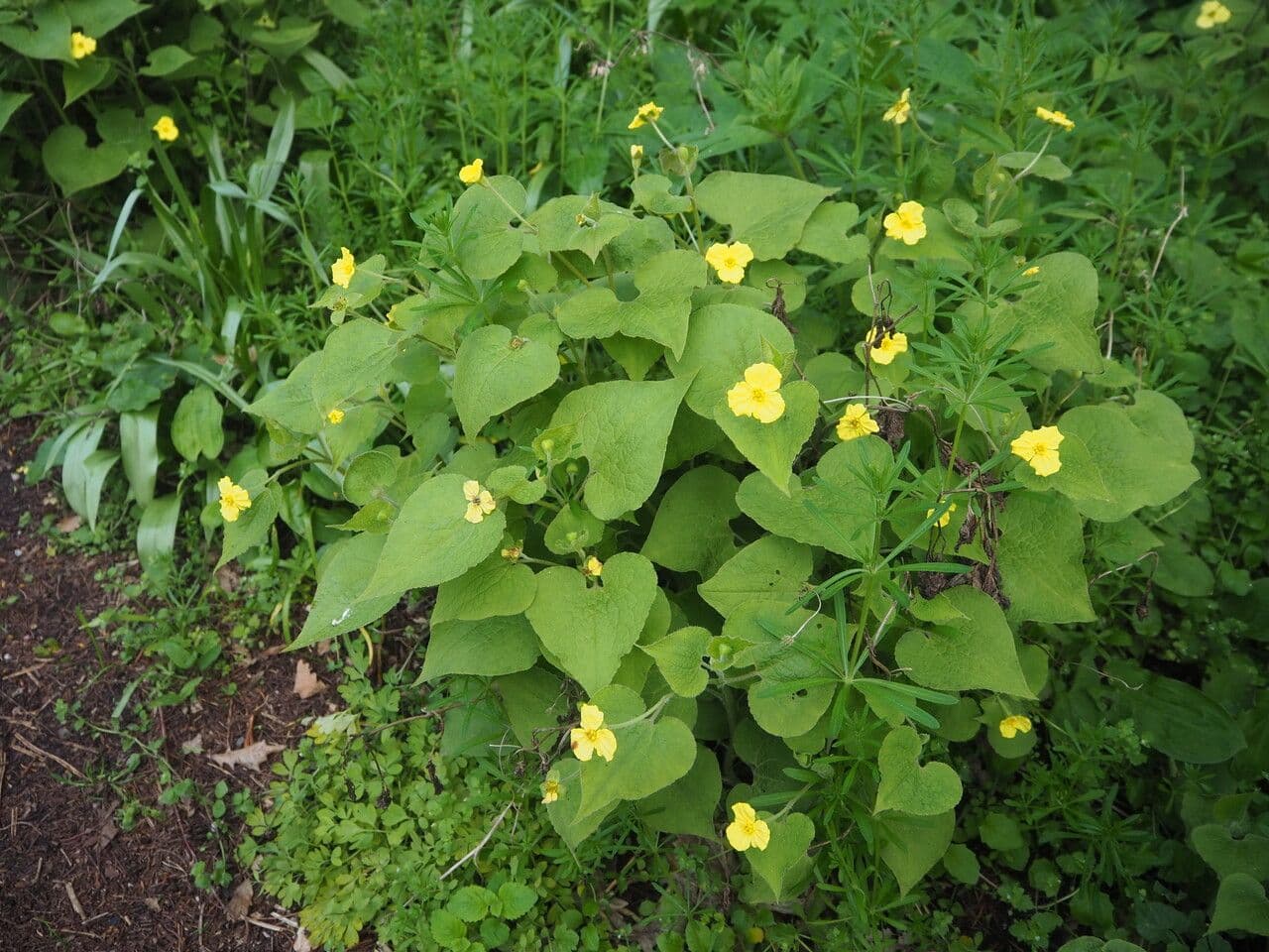 Saruma 8