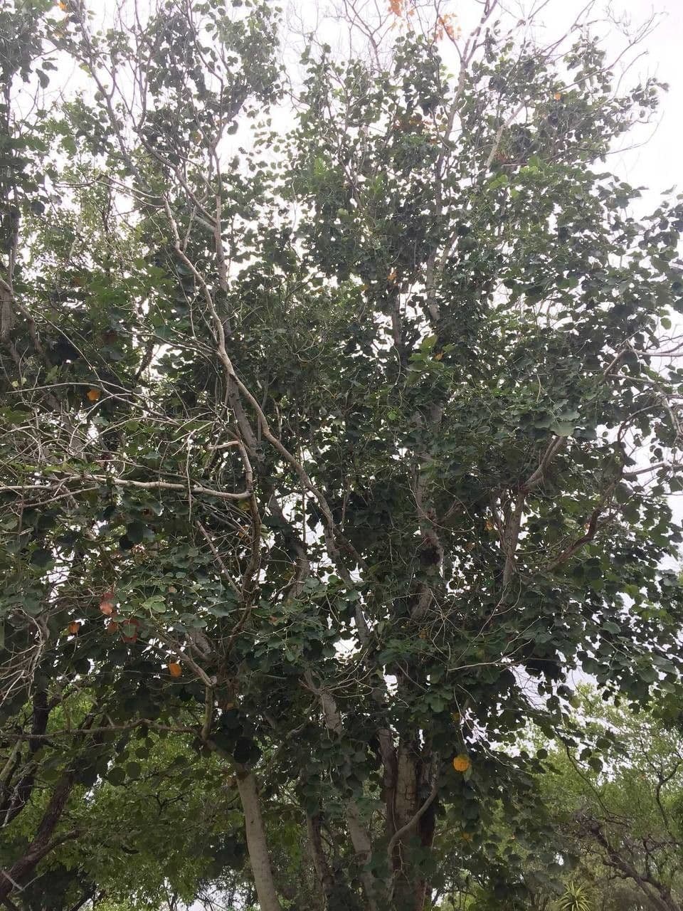 Hülsenbaum 12