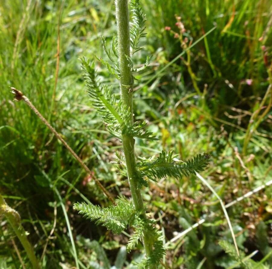 Achillea 5