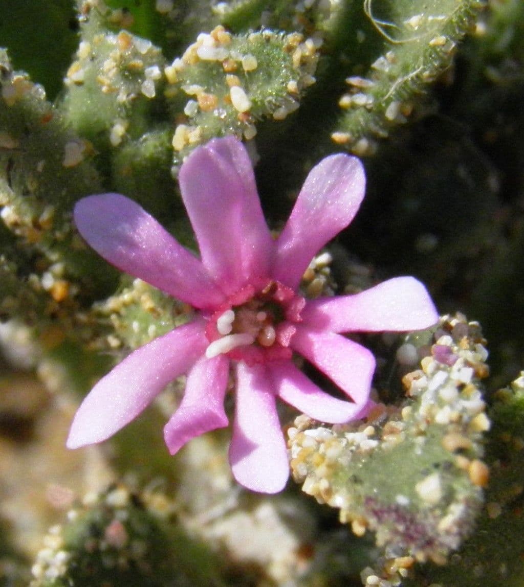 Silene 6