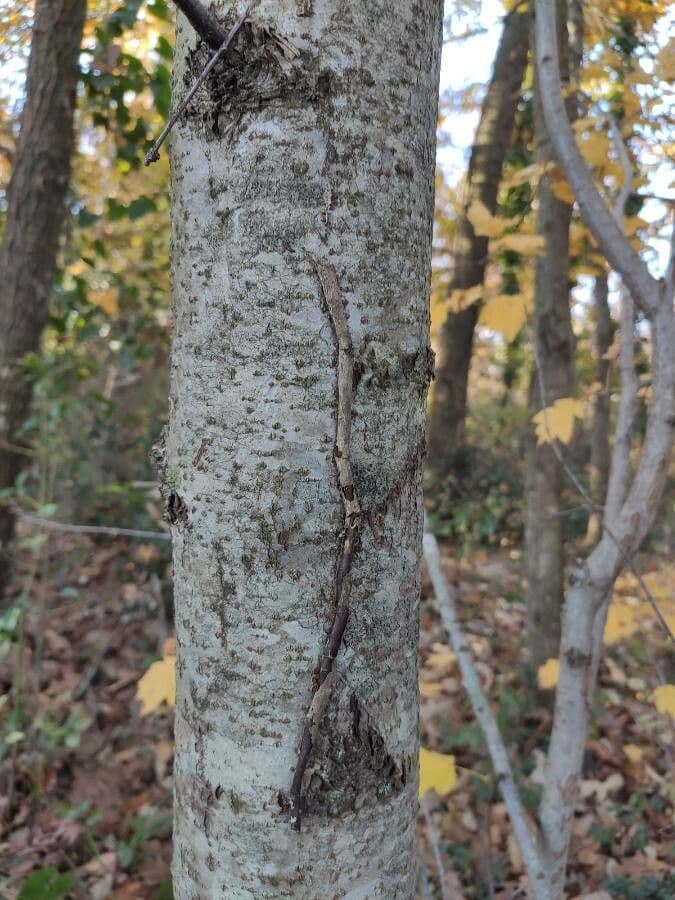 Jarabina brekyňová 23