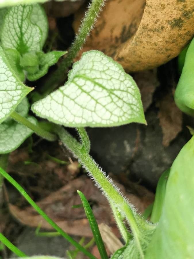 Brunnera macrophylla 21