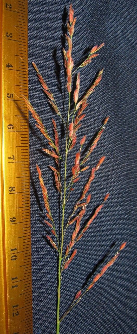 Leersia hexandra 11
