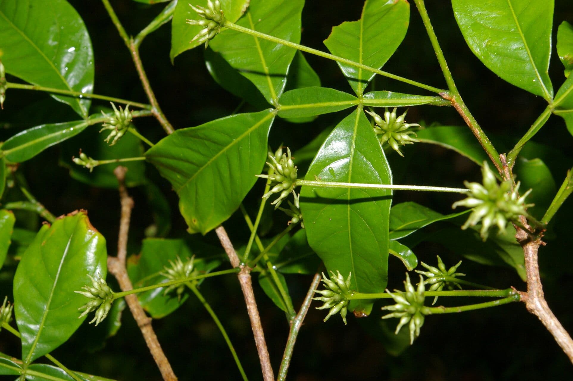 Inga 3