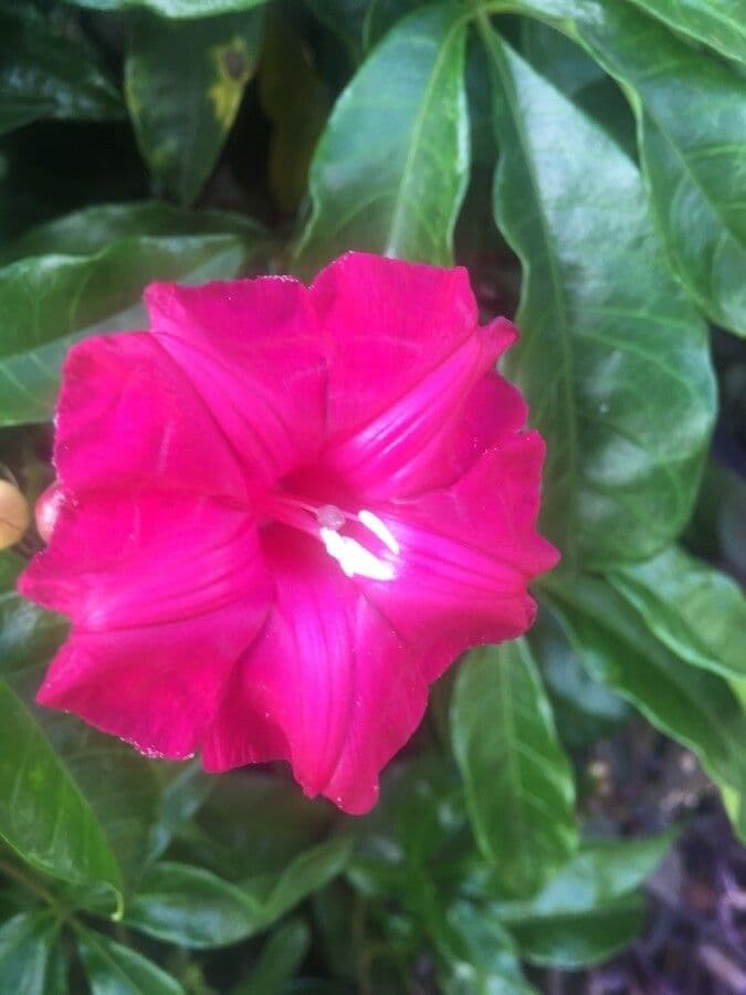 Ipomoea horsfalliae 2