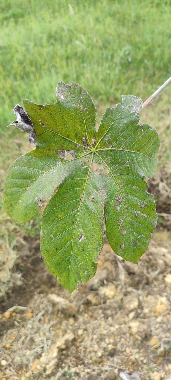 Cecropia 2