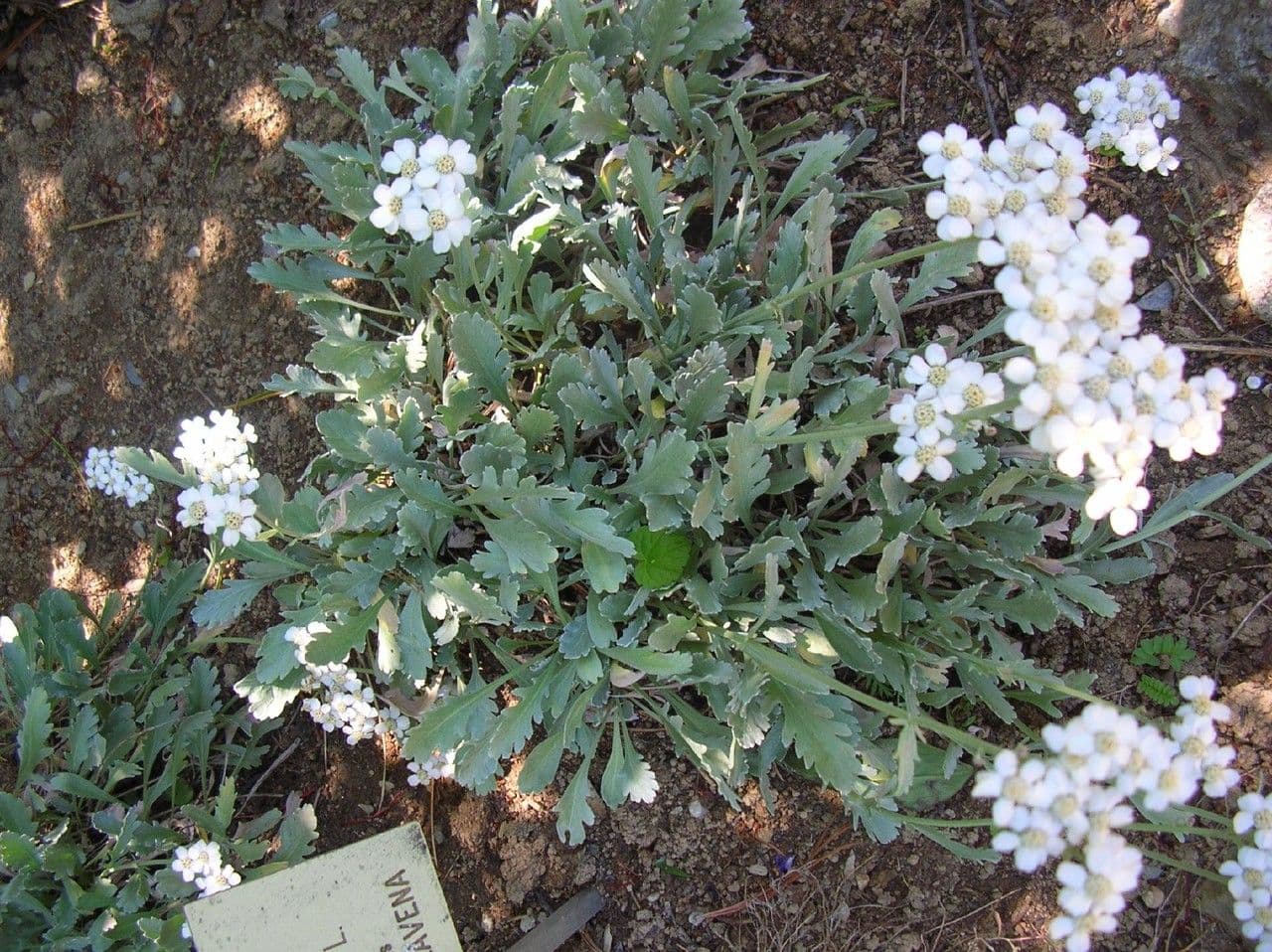 Achillea clavennae 12