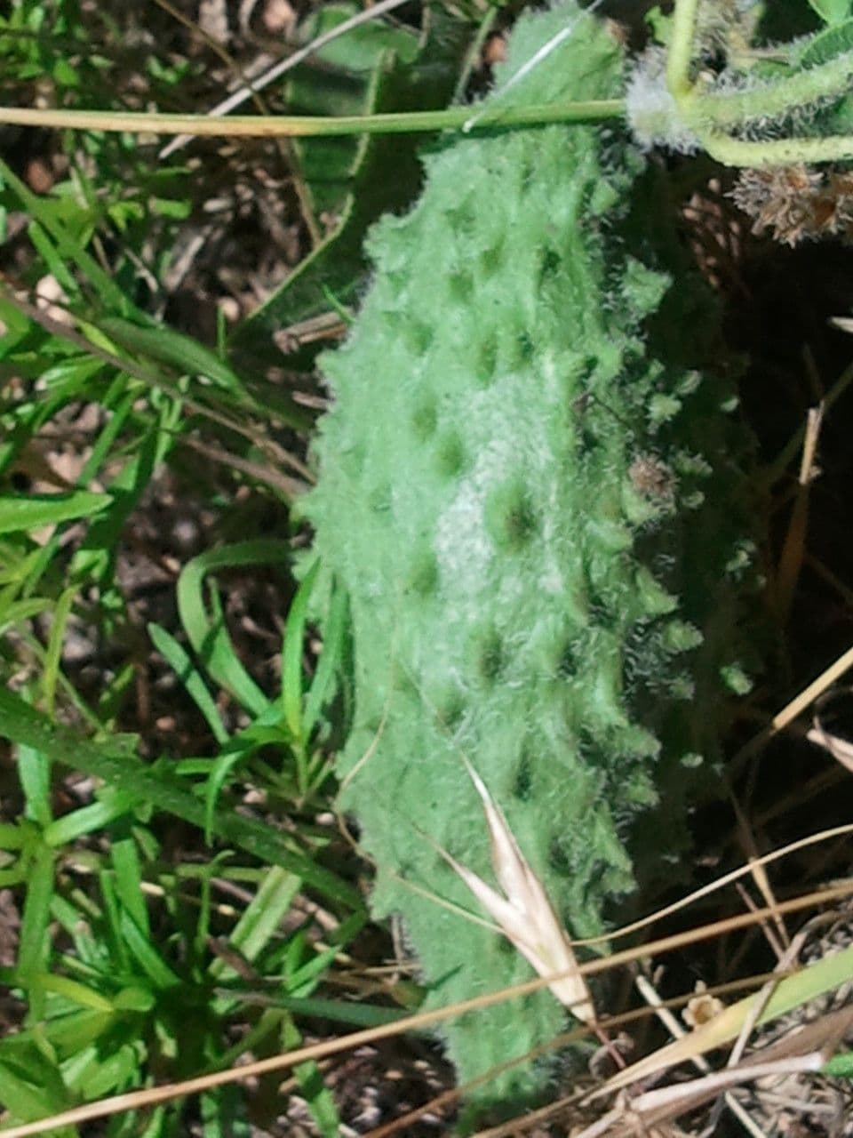 Matelea biflora 5