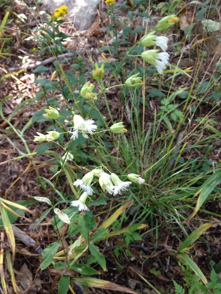 Silene stellata 9