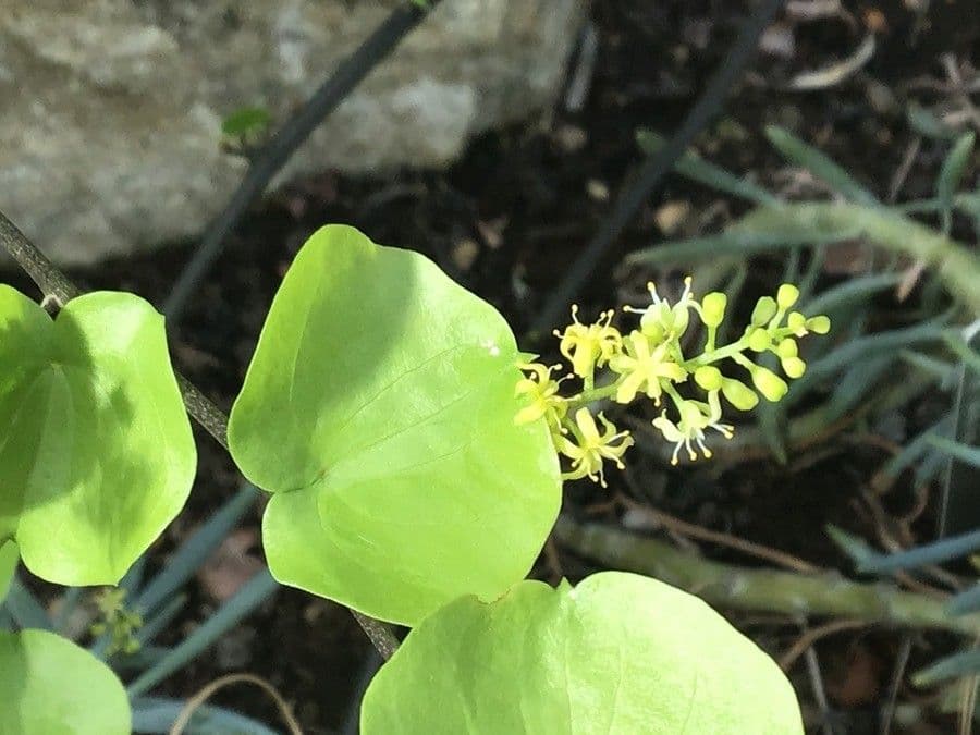 Dioscorea 3