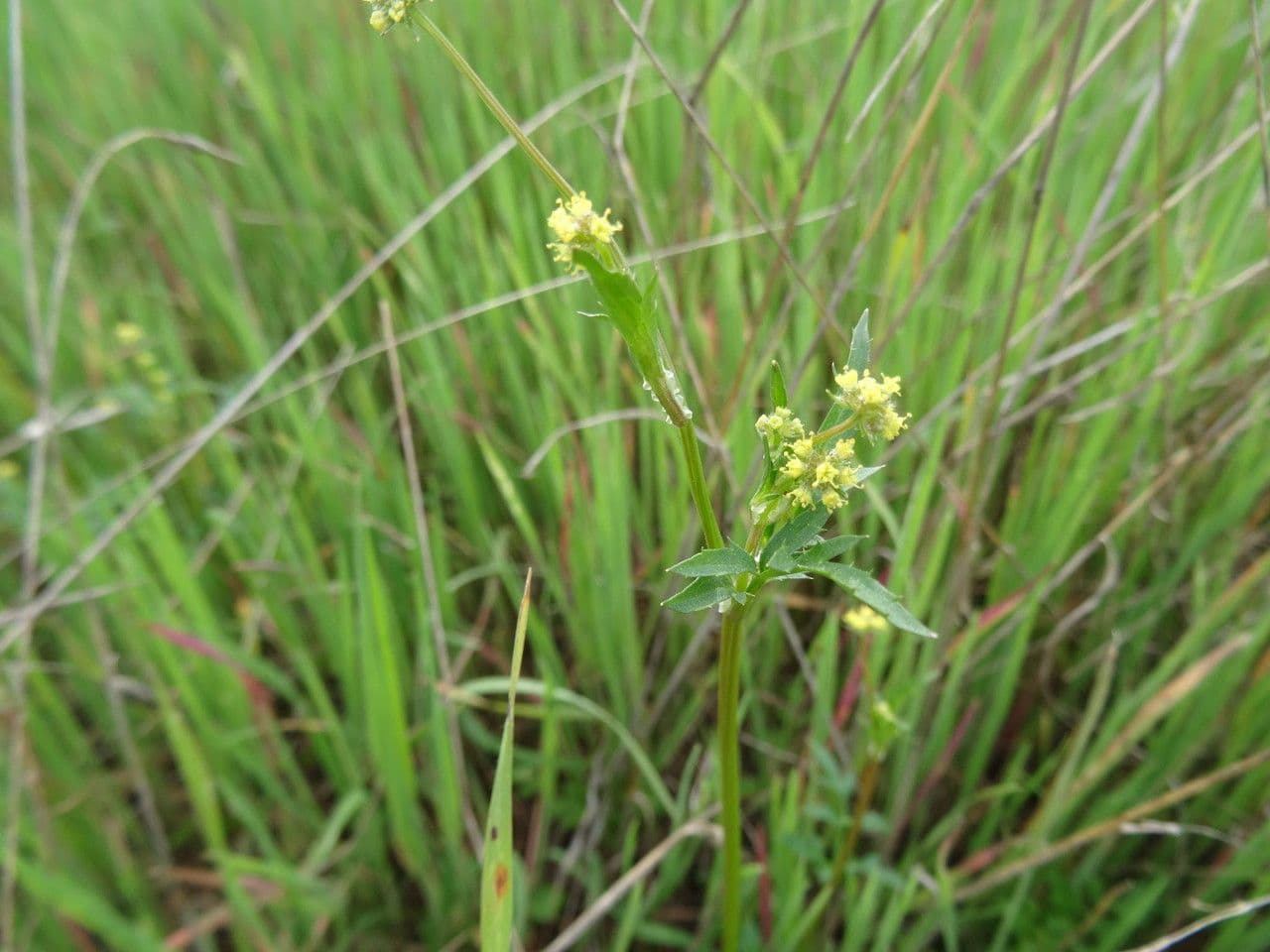 Sanicula dvoupírová 9