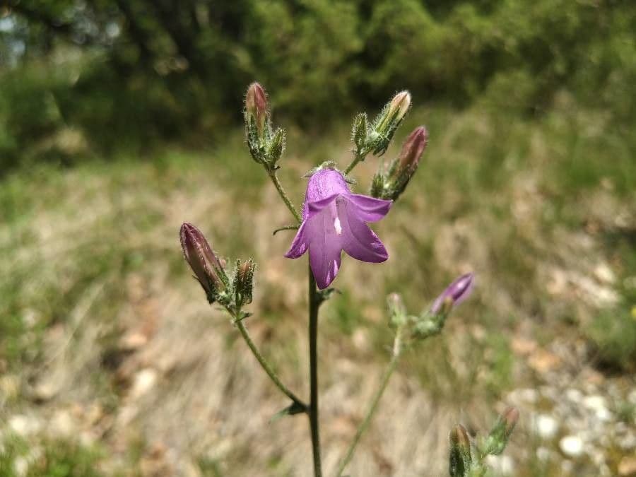 Campanula siberiana 4